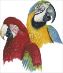 Macaws DB