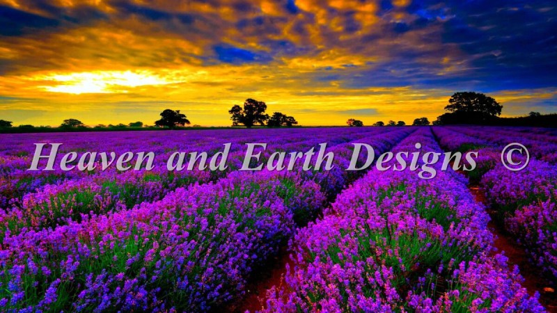 Mini Lavender Field - Click Image to Close