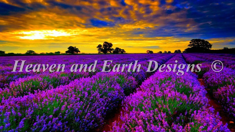 Lavender Field - Click Image to Close