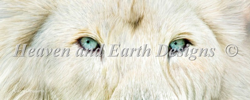 Wild Eyes White Lion - Click Image to Close