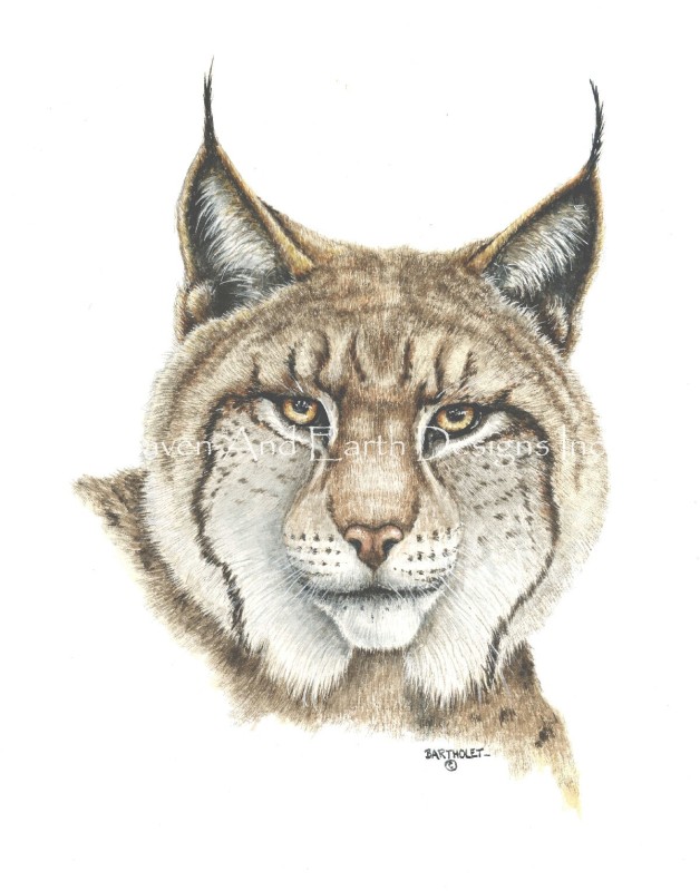 Lynx - Click Image to Close