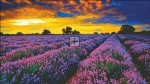 Lavender Field Material Pack