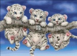 Mini White Tiger Triplets