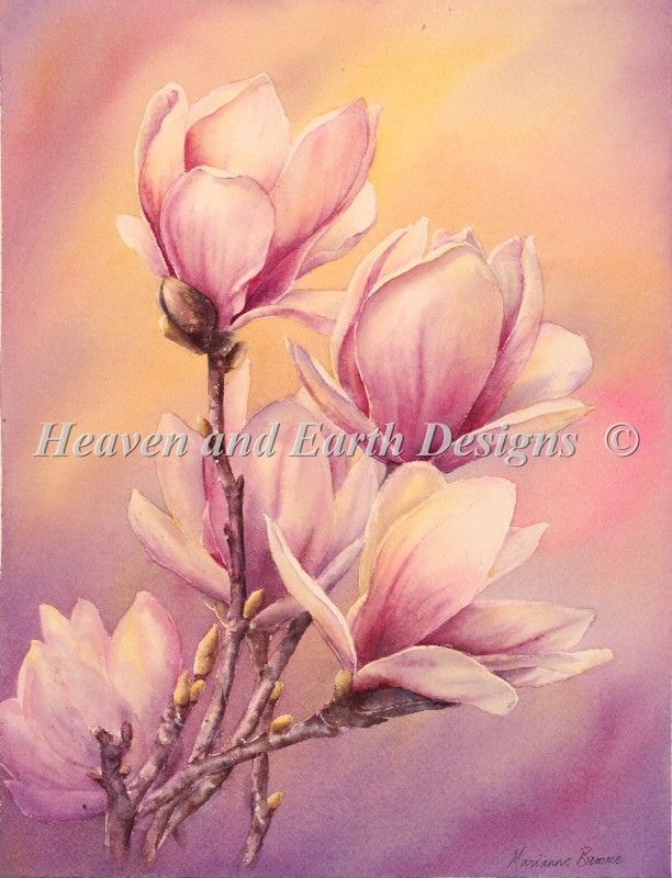 Magnolias - Click Image to Close