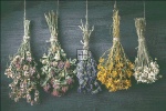 Hanging Bunches Of Medicinal Herb Max Colors