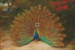 Peacock Thorburn