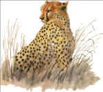 Cheetah NO BK