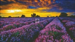 Lavender Field Max Colors