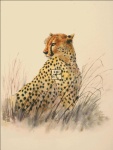 Cheetah Material Pack