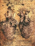Heart And Vessels