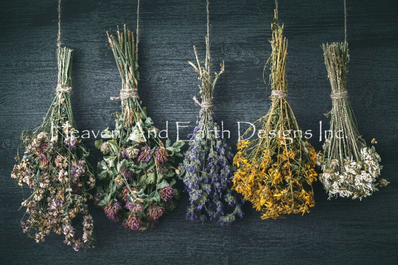 Hanging Bunches Of Medicinal Herb Max Colors - Click Image to Close