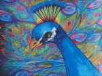 Peacock Plumage Max Colors